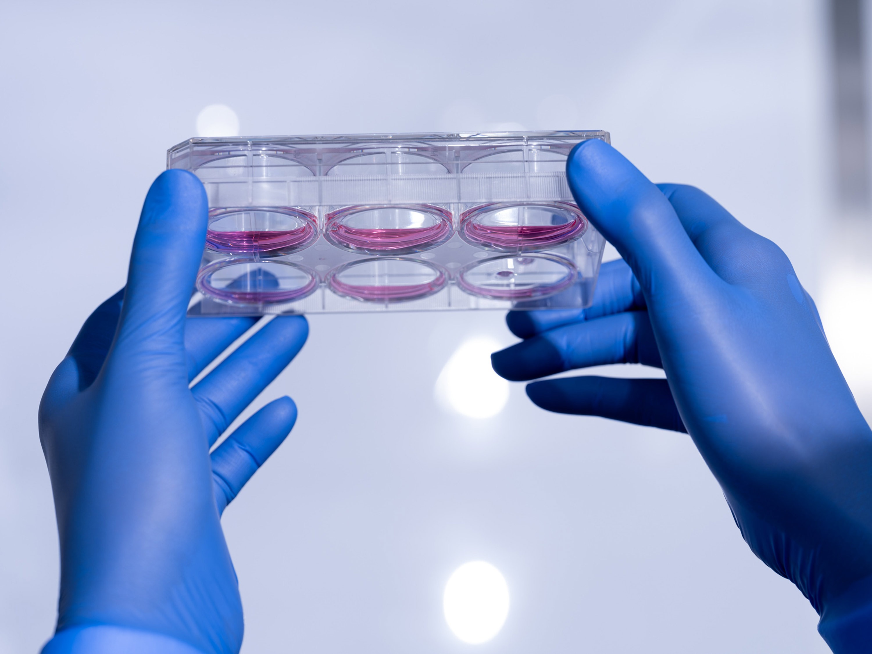 Gesischilling DSCF0675